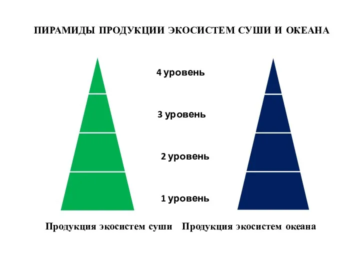 ПИРАМИДЫ ПРОДУКЦИИ ЭКОСИСТЕМ СУШИ И ОКЕАНА 4 уровень 3 уровень 2