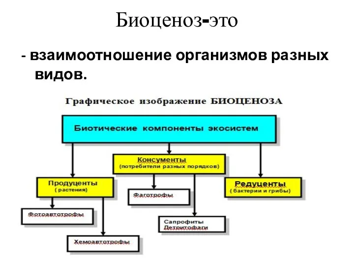 Биоценоз-это - взаимоотношение организмов разных видов.