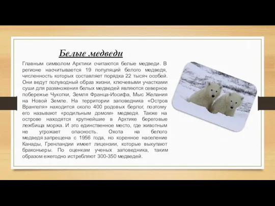 Белые медведи Главным символом Арктики считаются белые медведи. В регионе насчитывается