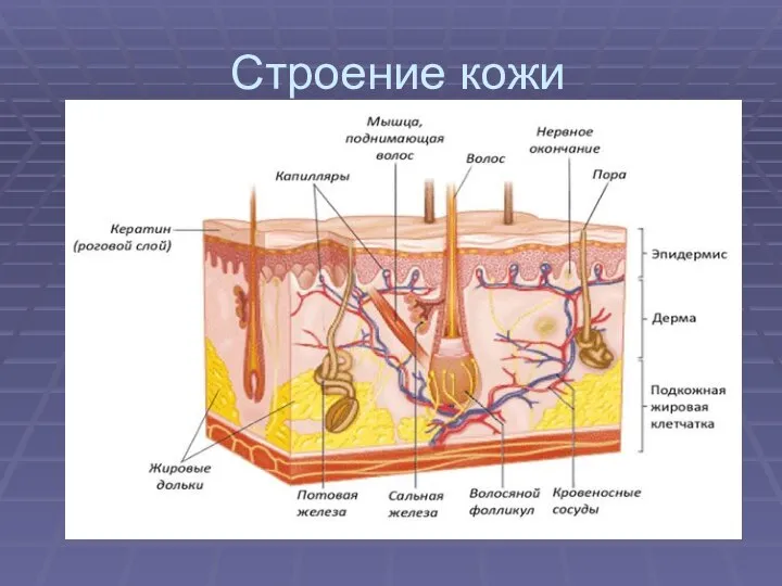 Строение кожи