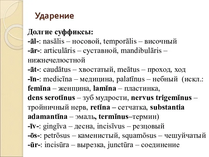 Ударение Долгие суффиксы: -āl-: nasālis – носовой, temporālis – височный -ār-: