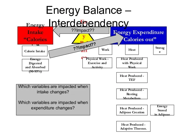 Energy Balance Energy Intake “Calories in” Work Energy Expenditure “Calories out”