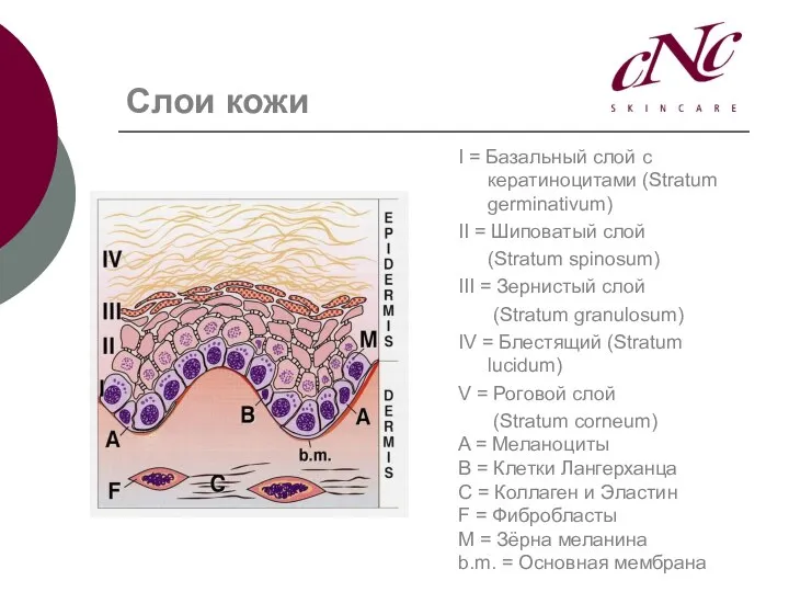 Слои кожи I = Базальный слой с кератиноцитами (Stratum germinativum) II