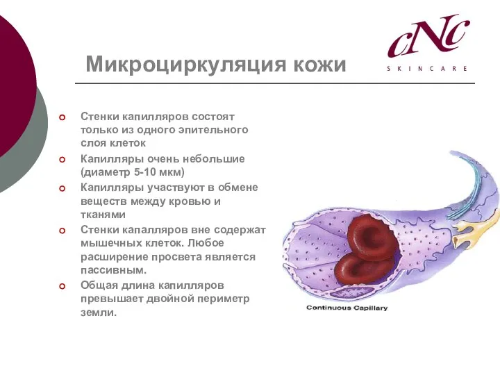 Микроциркуляция кожи Стенки капилляров состоят только из одного эпительного слоя клеток