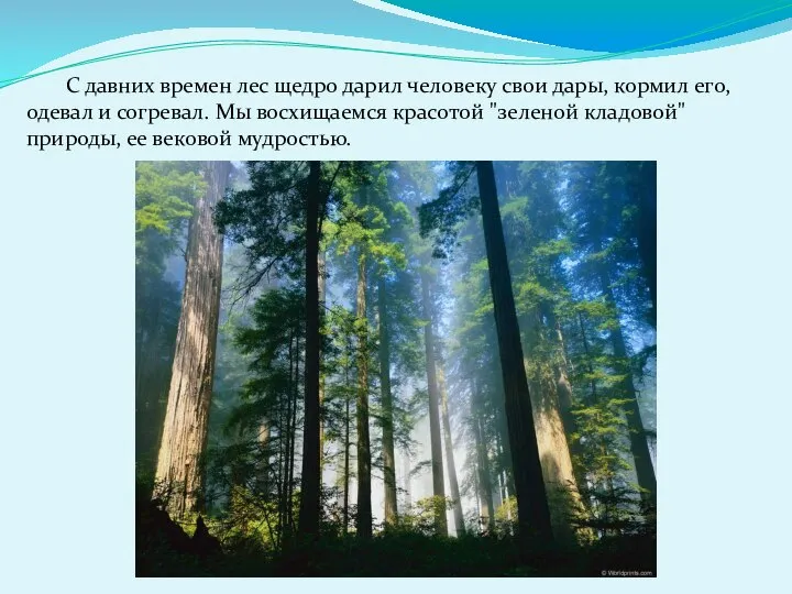 С давних времен лес щедро дарил человеку свои дары, кормил его,