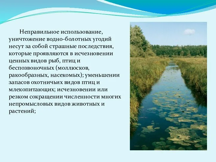 Неправильное использование, уничтожение водно-болотных угодий несут за собой страшные последствия, которые