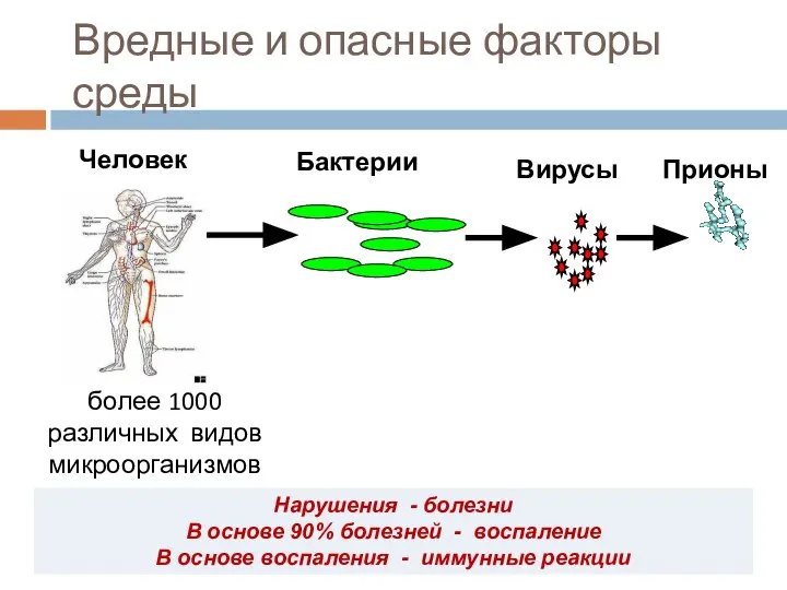 Человек Бактерии Вирусы более 1000 различных видов микроорганизмов Нарушения - болезни