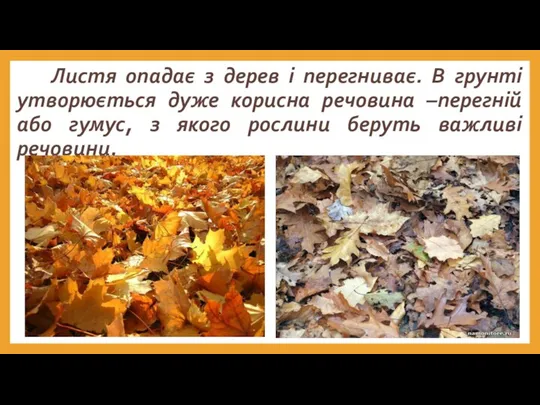 Листя опадає з дерев і перегниває. В грунті утворюється дуже корисна