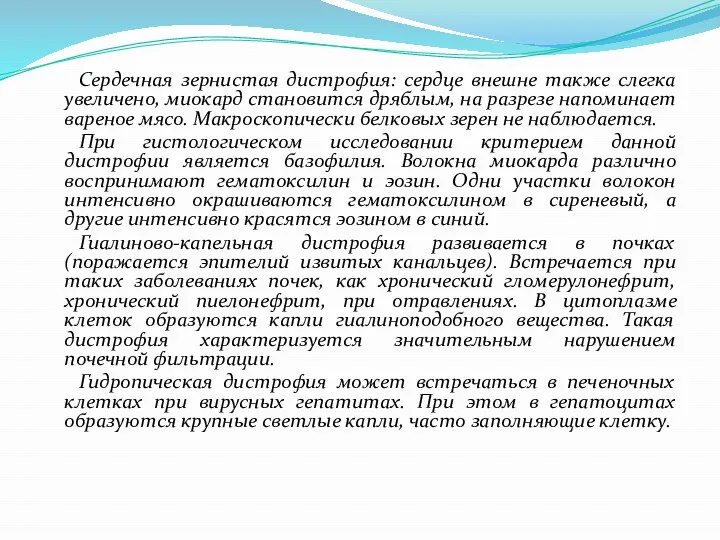 Сердечная зернистая дистрофия: сердце внешне также слегка увеличено, миокард становится дряблым,