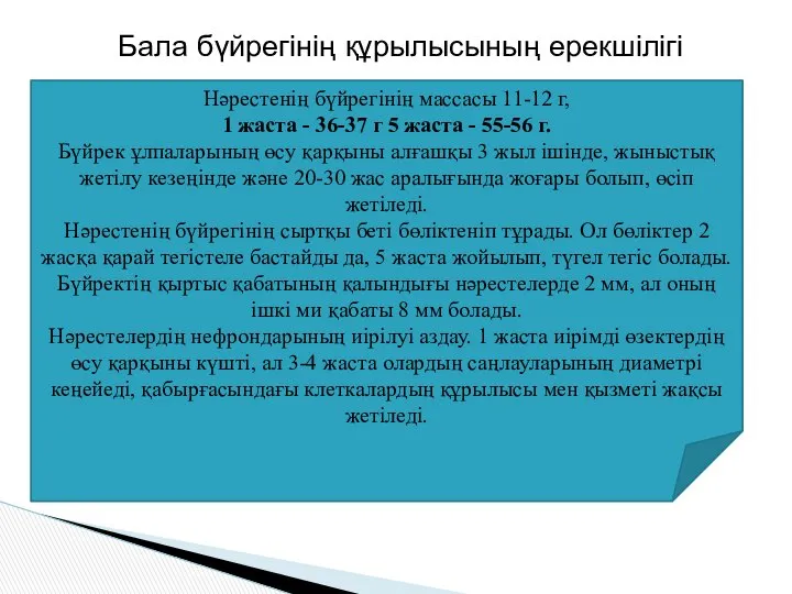 Бала бүйрегінің құрылысының ерекшілігі Нәрестенің бүйрегінің массасы 11-12 г, 1 жаста