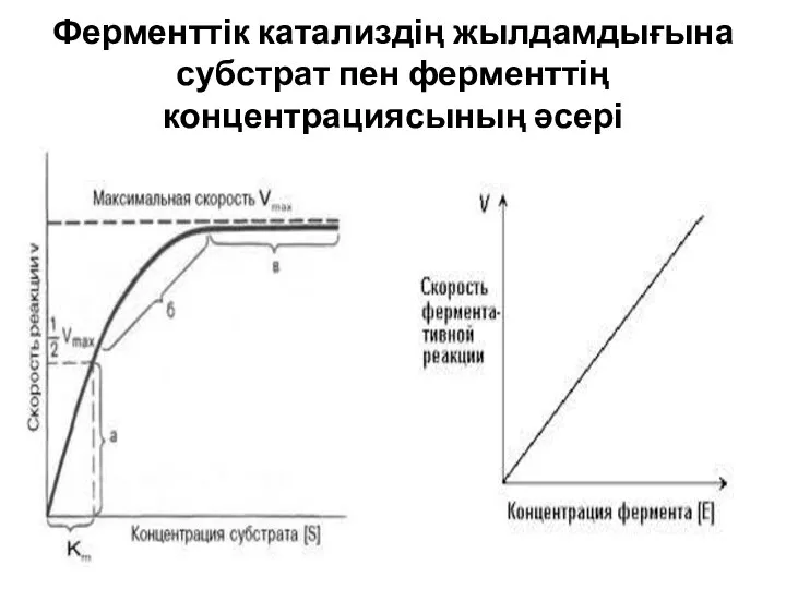 Ферменттік катализдің жылдамдығына субстрат пен ферменттің концентрациясының әсері