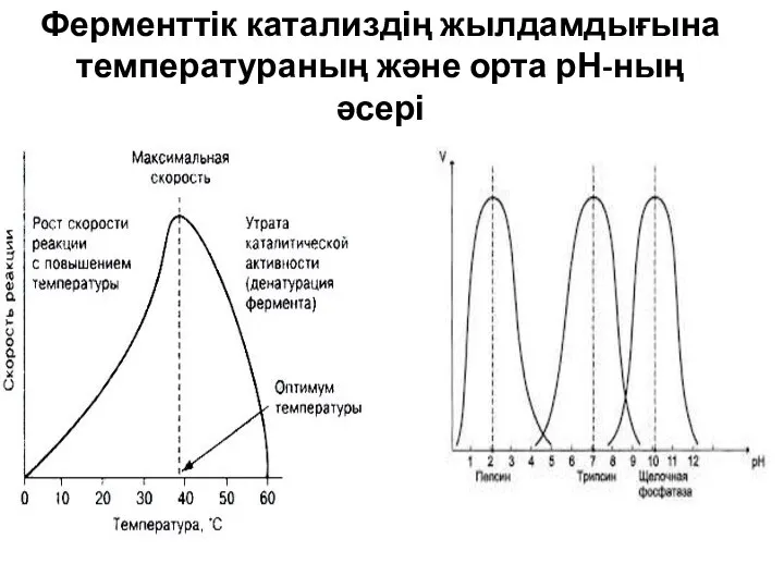 Ферменттік катализдің жылдамдығына температураның және орта рН-ның әсері