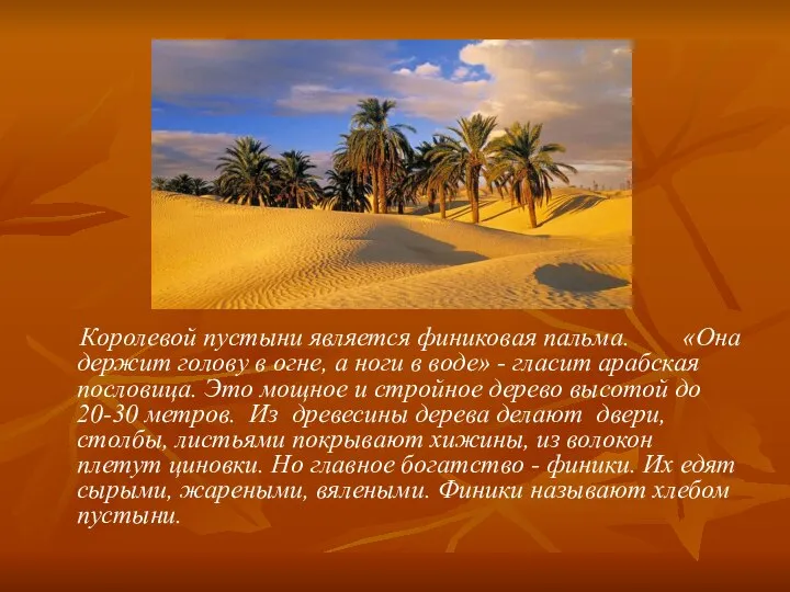 Королевой пустыни является финиковая пальма. «Она держит голову в огне, а