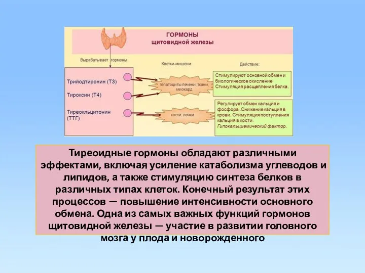 Тиреоидные гормоны обладают различными эффектами, включая усиление катаболизма углеводов и липидов,