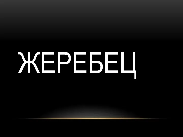 ЖЕРЕБЕЦ