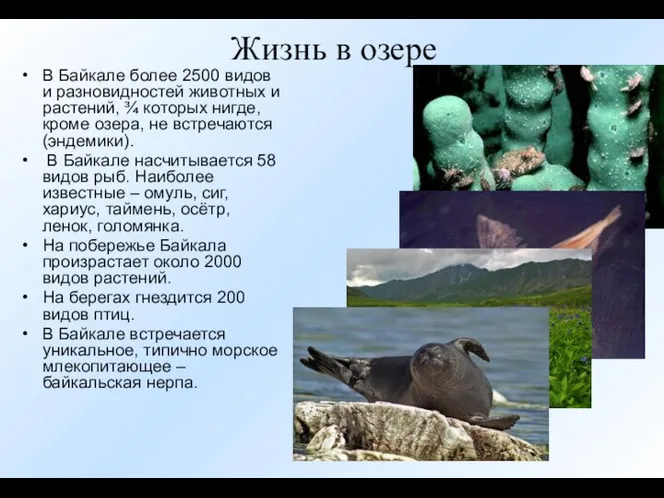 Жизнь в озере В Байкале более 2500 видов и разновидностей животных