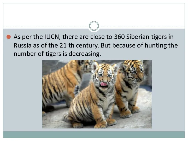 As per the IUCN, there are close to 360 Siberian tigers