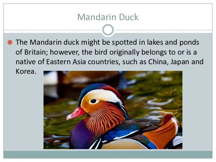 Mandarin Duck The Mandarin duck might be spotted in lakes and