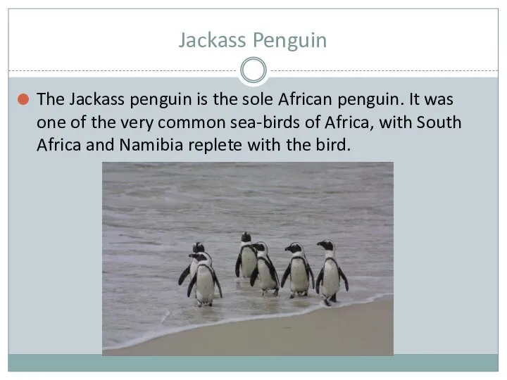 Jackass Penguin The Jackass penguin is the sole African penguin. It