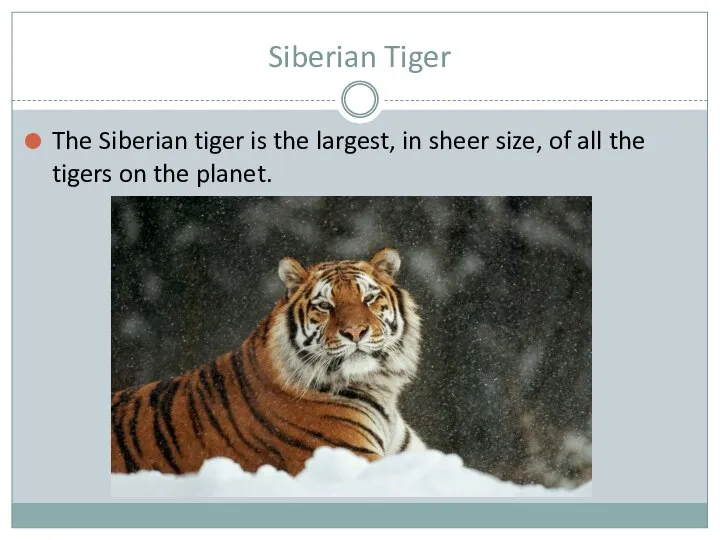 Siberian Tiger The Siberian tiger is the largest, in sheer size,