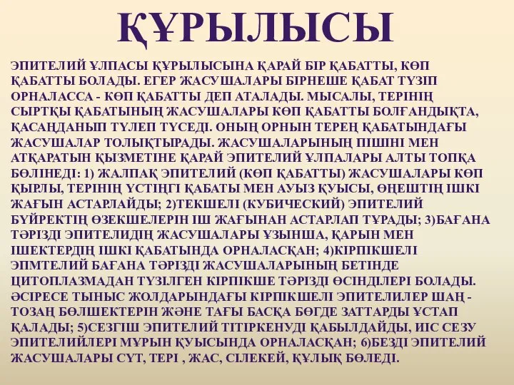 ҚҰРЫЛЫСЫ ЭПИТЕЛИЙ ҰЛПАСЫ ҚҰРЫЛЫСЫНА ҚАРАЙ БІР ҚАБАТТЫ, КӨП ҚАБАТТЫ БОЛАДЫ. ЕГЕР