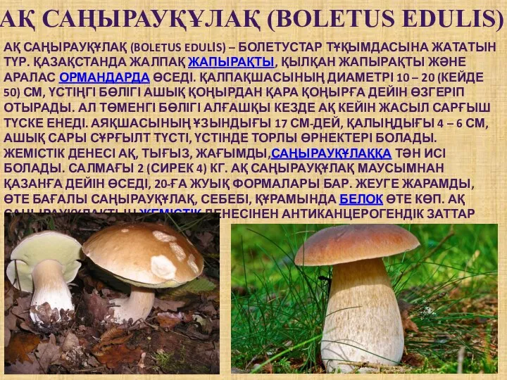 АҚ САҢЫРАУҚҰЛАҚ (BOLETUS EDULІS) АҚ САҢЫРАУҚҰЛАҚ (BOLETUS EDULІS) – БОЛЕТУСТАР ТҰҚЫМДАСЫНА