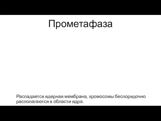 Прометафаза Распадается ядерная мембрана, хромосомы беспорядочно располагаются в области ядра.