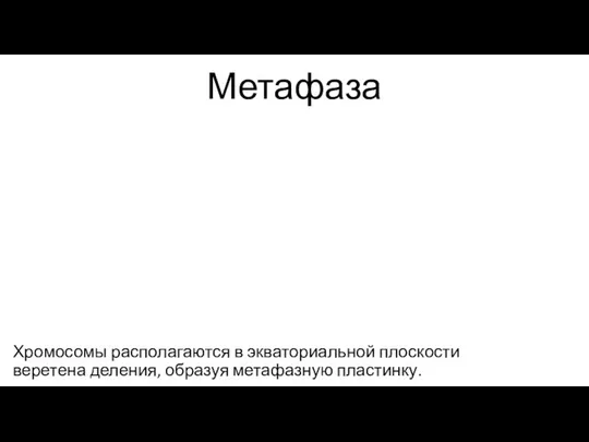 Метафаза Хромосомы располагаются в экваториальной плоскости веретена деления, образуя метафазную пластинку.