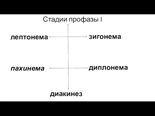 Стадии профазы I лептонема пахинема зигонема диплонема диакинез