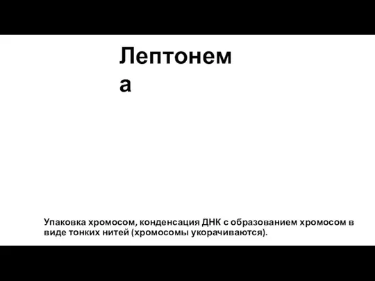 Упаковка хромосом, конденсация ДНК с образованием хромосом в виде тонких нитей (хромосомы укорачиваются). Лептонема