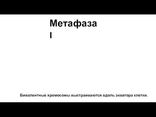 Бивалентные хромосомы выстраиваются вдоль экватора клетки. Метафаза I