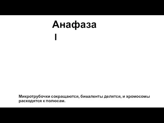 Микротрубочки сокращаются, биваленты делятся, и хромосомы расходятся к полюсам. Анафаза I