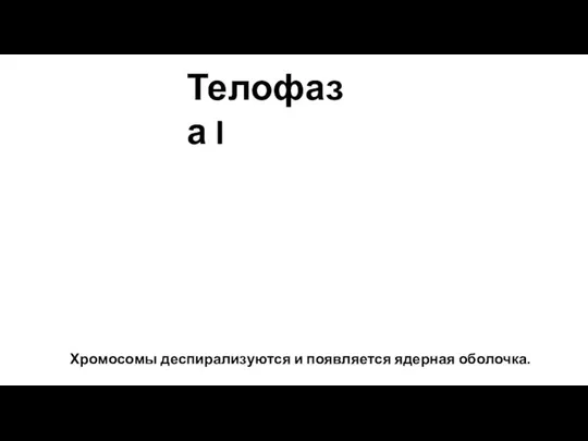 Хромосомы деспирализуются и появляется ядерная оболочка. Телофаза I