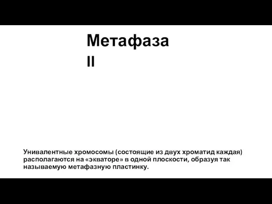 Унивалентные хромосомы (состоящие из двух хроматид каждая) располагаются на «экваторе» в