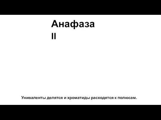 Униваленты делятся и хроматиды расходятся к полюсам. Анафаза II