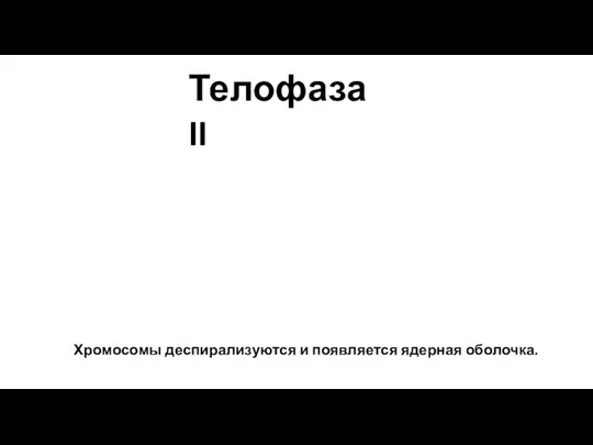 Хромосомы деспирализуются и появляется ядерная оболочка. Телофаза II