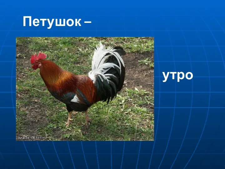 Петушок – утро