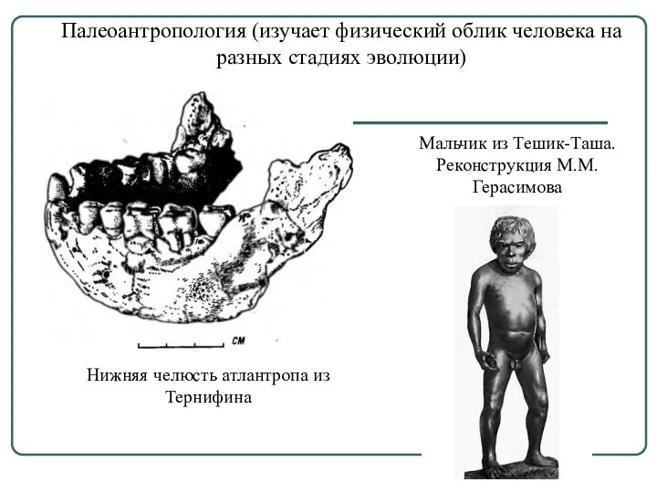 Палеоантропология (изучает физический облик человека на разных стадиях эволюции) Нижняя челюсть