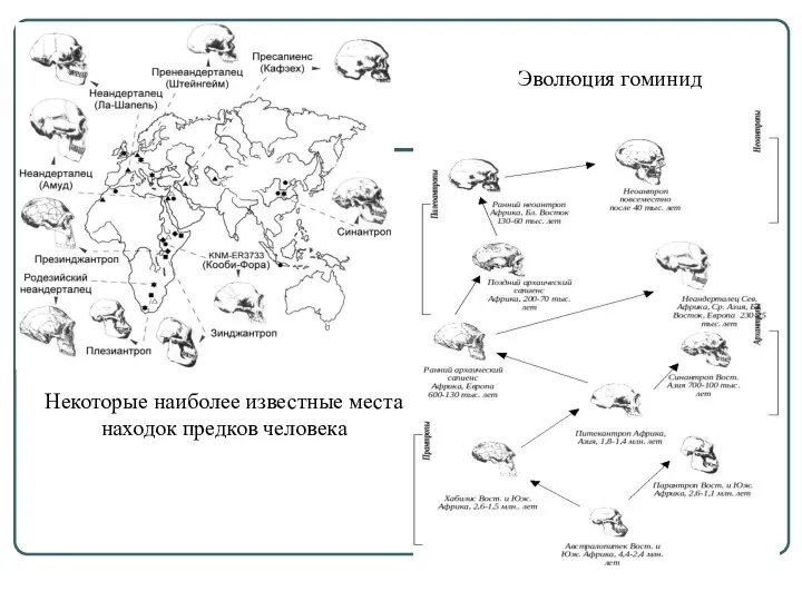 Некоторые наиболее известные места находок предков человека Эволюция гоминид