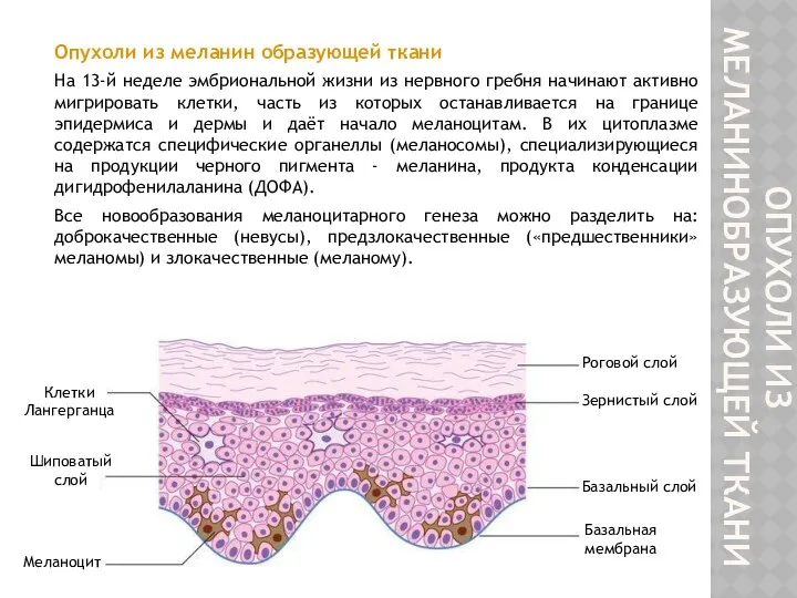 ОПУХОЛИ ИЗ МЕЛАНИНОБРАЗУЮЩЕЙ ТКАНИ Опухоли из меланин образующей ткани На 13-й