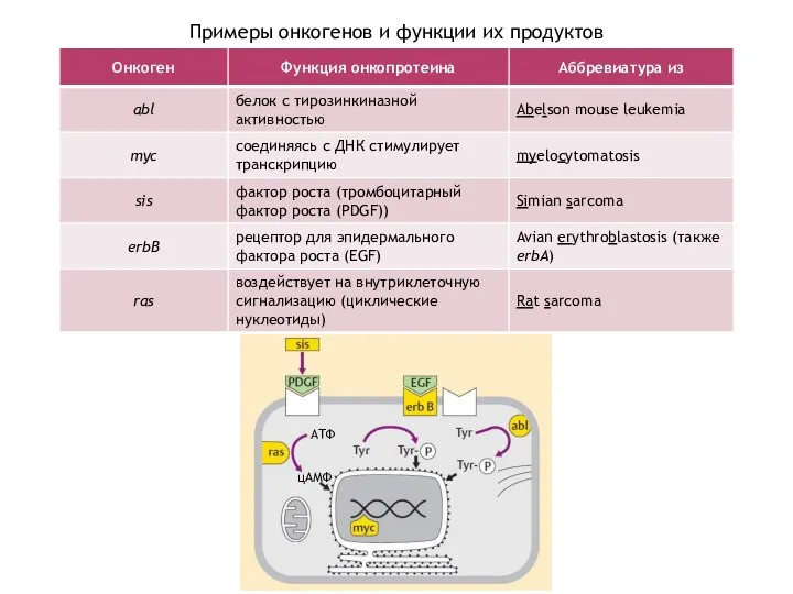 Примеры онкогенов и функции их продуктов АТФ цАМФ