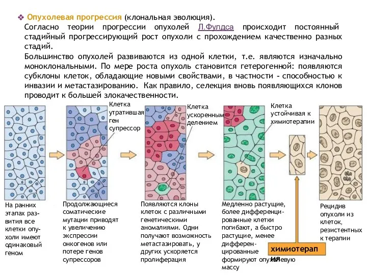 На ранних этапах раз-вития все клетки опу-холи имеют одинаковый геном Продолжающиеся