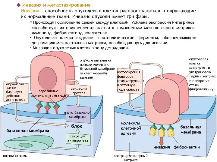 опухолевая клетка блокирует действие антипротеаз адгезивные молекулы и лиганды секреция протеаз