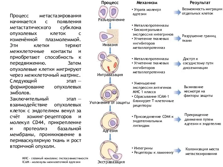 Процесс Экстравазация Адгезия Уклонение от защиты Интравазация Инвазия Разъединение Механизм Утрата