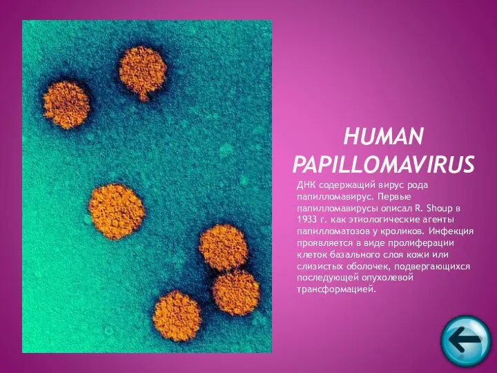 ДНК содержащий вирус рода папилломавирус. Первые папилломавирусы описал R. Shoup в