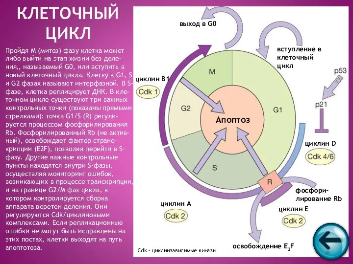 Пройдя M (митоз) фазу клетка может либо выйти на этап жизни