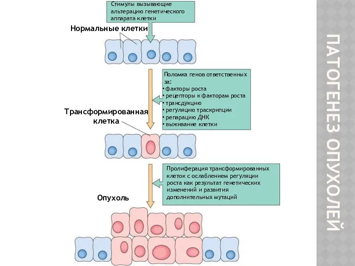 ПАТОГЕНЕЗ ОПУХОЛЕЙ Стимулы вызывающие альтерацию генетического аппарата клетки Поломка генов ответственных