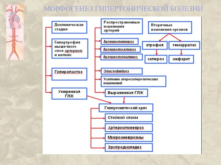 МОРФОГЕНЕЗ ГИПЕРТОНИЧЕСКОЙ БОЛЕЗНИ