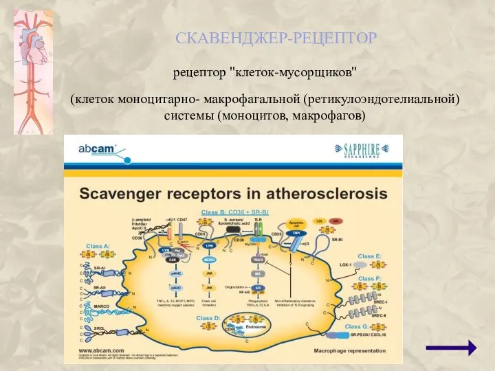 СКАВЕНДЖЕР-РЕЦЕПТОР рецептор "клеток-мусорщиков" (клеток моноцитарно- макрофагальной (ретикулоэндотелиальной) системы (моноцитов, макрофагов)