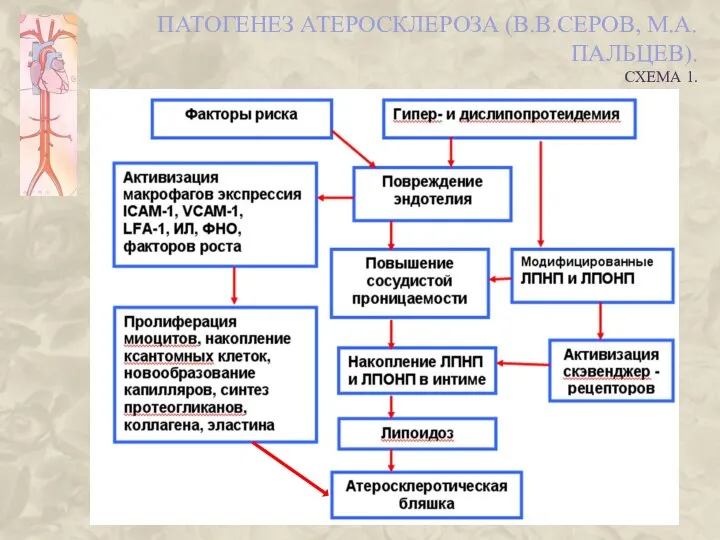 ПАТОГЕНЕЗ АТЕРОСКЛЕРОЗА (В.В.СЕРОВ, М.А. ПАЛЬЦЕВ). СХЕМА 1.